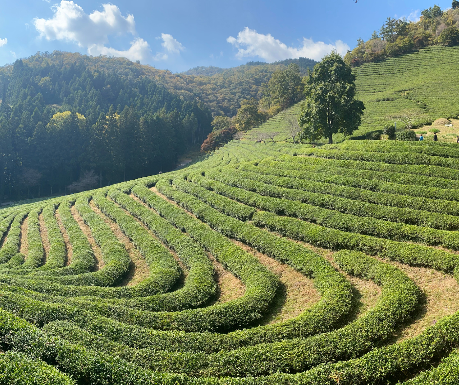 champs de Thé à Suncheon en Corée du Sud, incontournable pour un voyage nature sur mesure, travel planner, Kaja Voyages